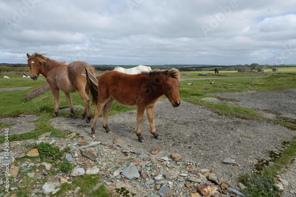 Obraz Davidstow world war 2 airfield cornwall uk 