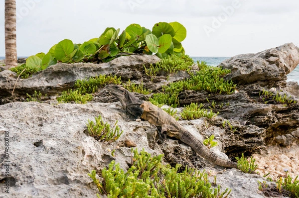 Fototapeta lizard on the rocks