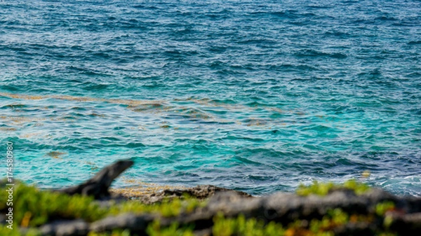 Fototapeta Lizard looking at the sea