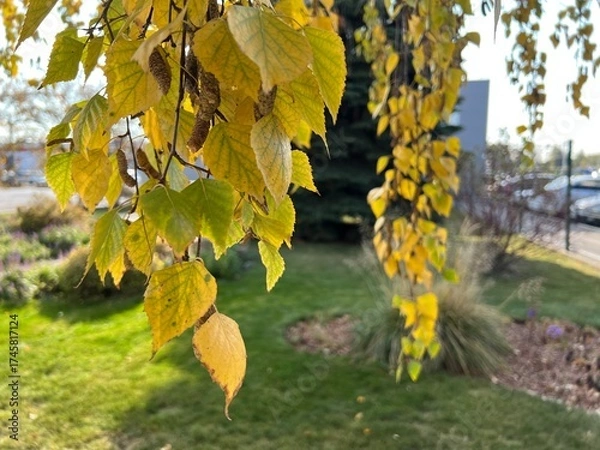 Fototapeta Yellow birch leaves. The beauty of autumn foliage in the rays of the autumn sun