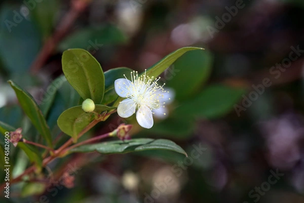 Fototapeta Blossom of a common myrtle, Myrtus communis