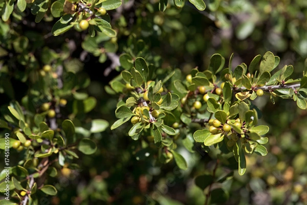 Fototapeta Black hawthorn, Rhamnus lycioides, branch with green fruits