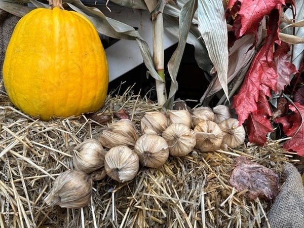 Fototapeta pumpkins and flowers