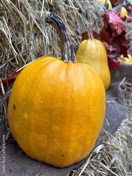 Fototapeta pumpkin and pumpkins