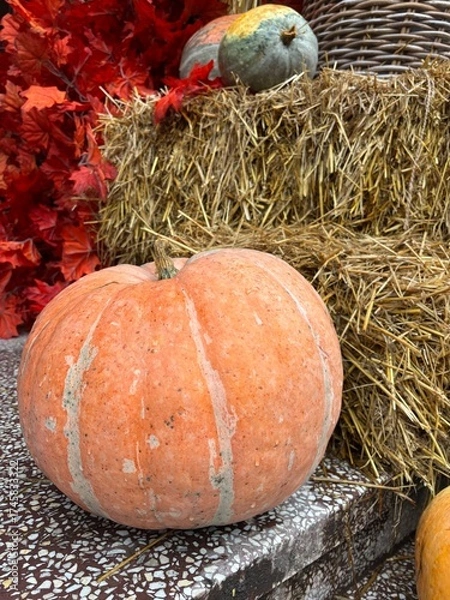 Fototapeta pumpkin and pumpkins