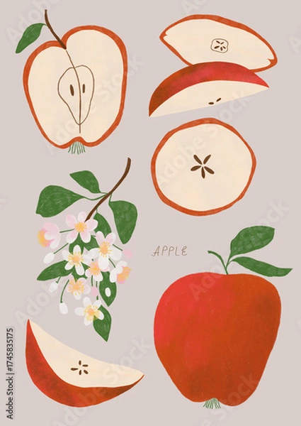 Fototapeta Autumn illustrations with apple fruit elements