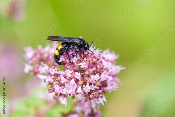 Obraz borstige Dolchwespe auf einer rosa Blüte