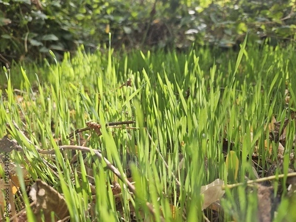 Obraz green grass on sun rays