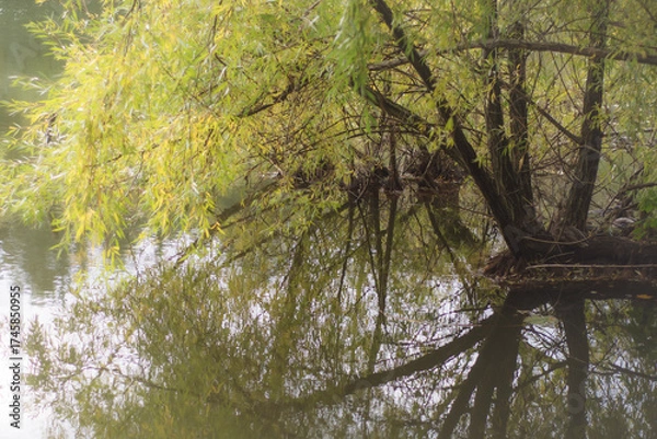 Obraz Wierzba jesienna