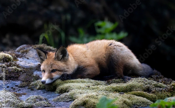 Obraz Red fox cub closeup, super cute