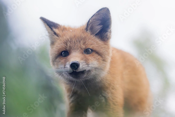 Obraz Red fox cub closeup, super cute