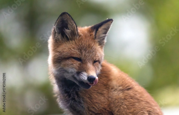 Obraz Red fox cub closeup, super cute