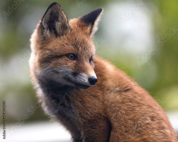 Obraz Red fox cub closeup, super cute