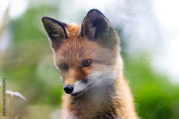 Obraz Red fox cub closeup, super cute