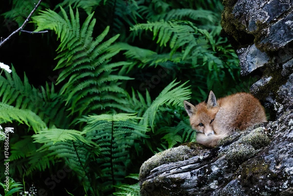 Obraz Red fox cub closeup, super cute