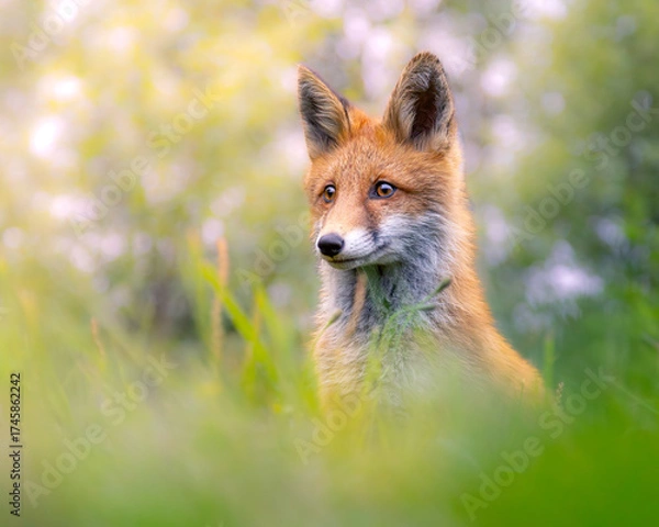 Obraz Red fox cub closeup, super cute
