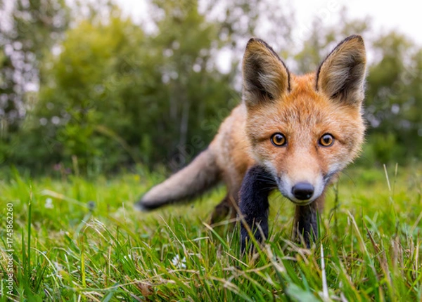 Obraz Red fox cub closeup, super cute