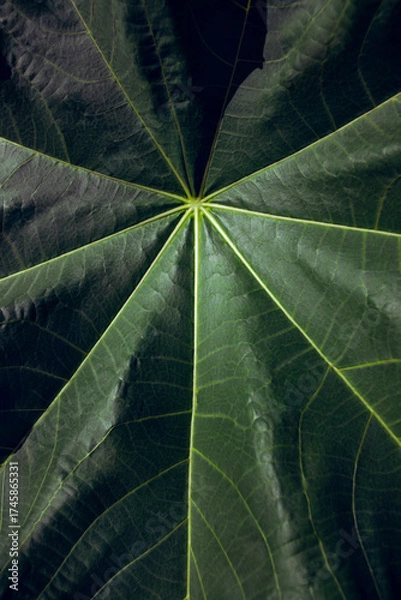 Obraz Close-up of a large green tropical leaf showing detailed texture and veins in natural light