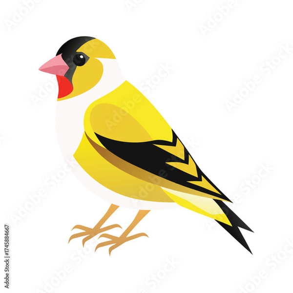 Obraz American Goldfinch vector illustration