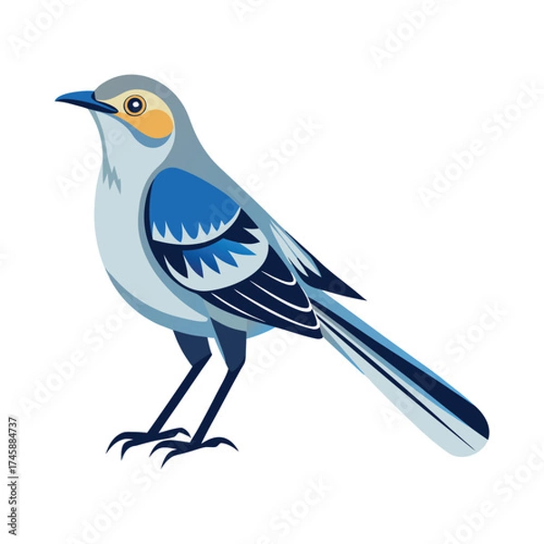 Obraz Northern mockingbird vector illustration