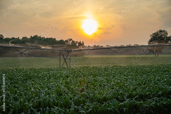 Fototapeta Irrigated field. Automatic sprinkler watering green farmland at sunset. Watering, irrigation and cultivated sprinkling concept.