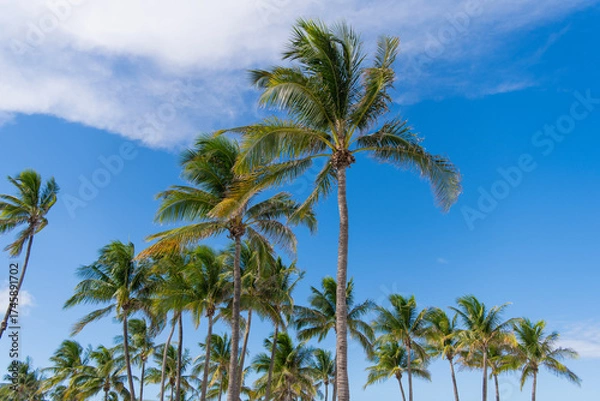 Fototapeta Paradise with palms. Summer palm banner. Hawaiian palm trees under blue sky. Tropical trees. Green palms pattern. Tropical design with palm leaves. Iconic palm trees.