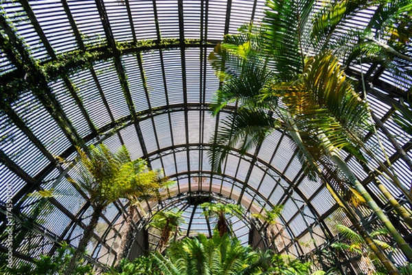 Obraz palm tree in the park