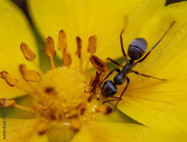 Obraz ant on flower