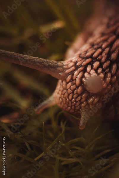 Obraz snail on a leaf