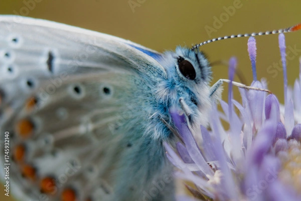 Obraz small butterfly 