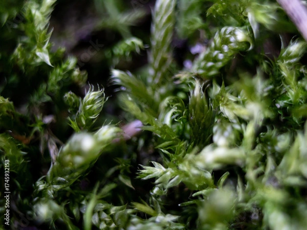 Obraz dew on the grass