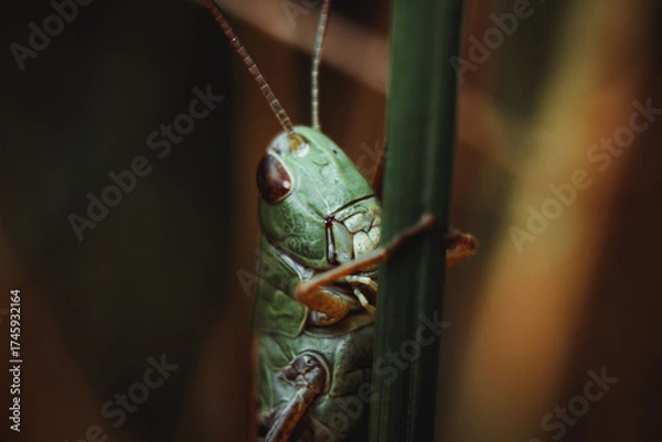 Obraz grasshopper on grass
