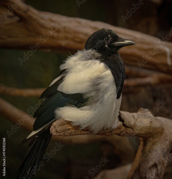 Obraz black winged blackbird
