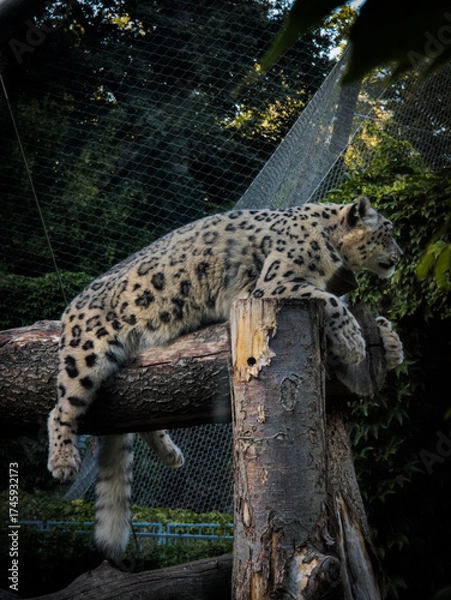 Obraz leopard in zoo