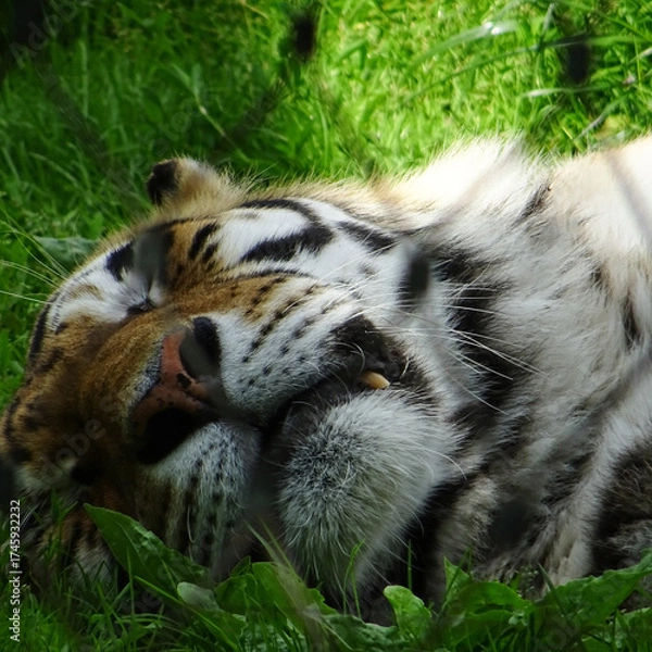 Obraz white bengal tiger