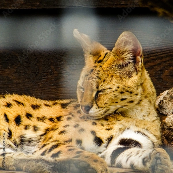 Obraz leopard in the zoo