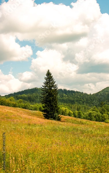 Obraz summer landscape in the mountains