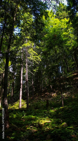 Obraz footpath in the woods
