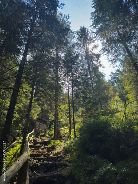 Obraz path in the woods