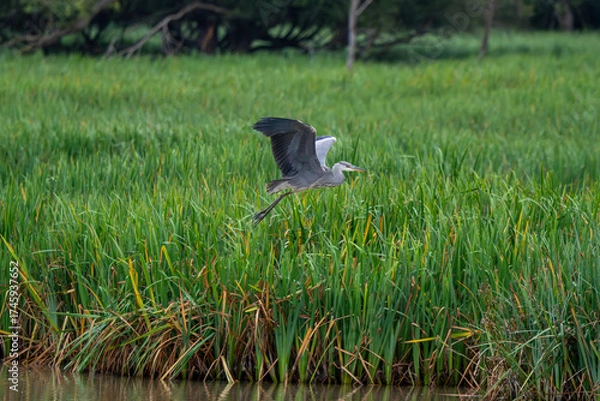 Obraz Grey Heron Taking Flight Over Lush Marshland Reeds
