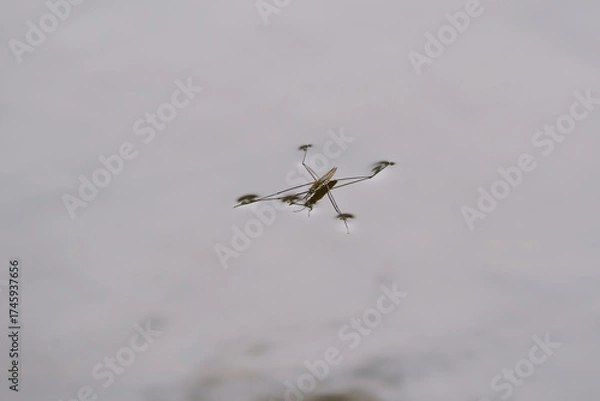 Obraz Water Strider Utilizing Surface Tension on Still Water