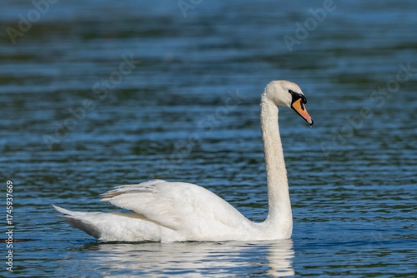 Obraz Mute Swan Gliding Gracefully on Deep Blue Water