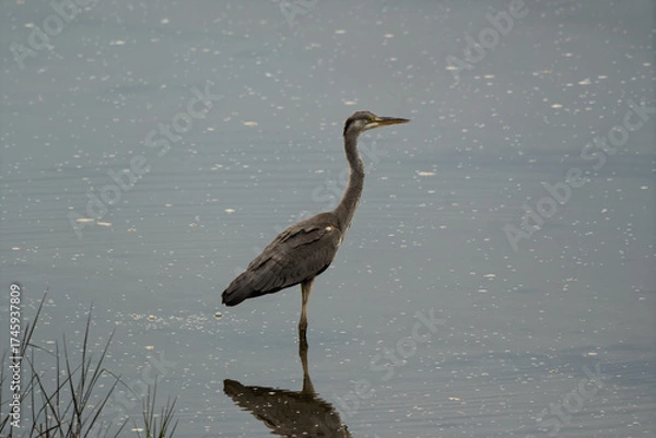 Obraz Grey Heron Standing Vigilantly in Shallow Water with Reflection