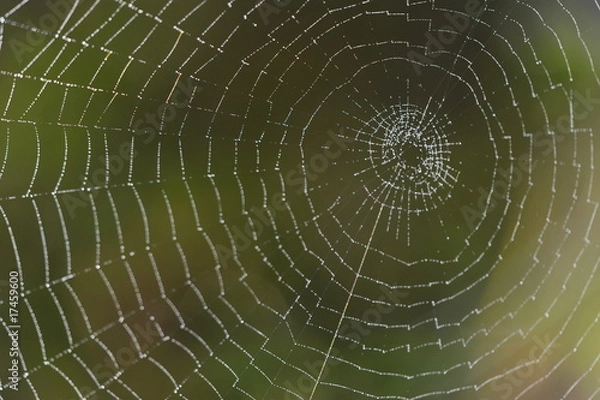 Fototapeta Spinnennetz