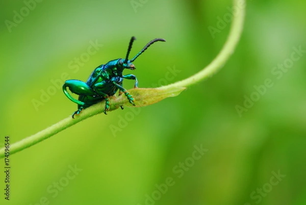 Obraz Climbing Green Bug