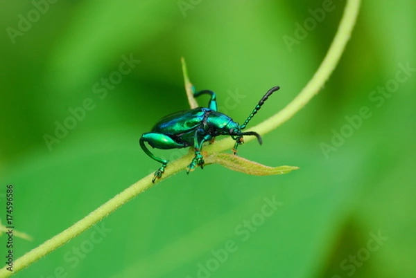 Obraz Climbing Green Bug