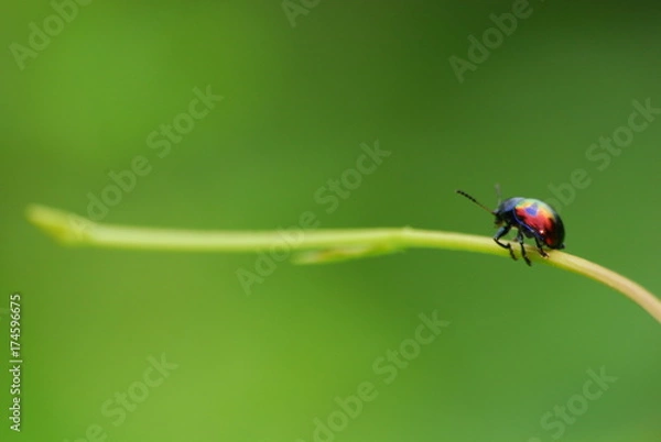Fototapeta Climbing Beetle