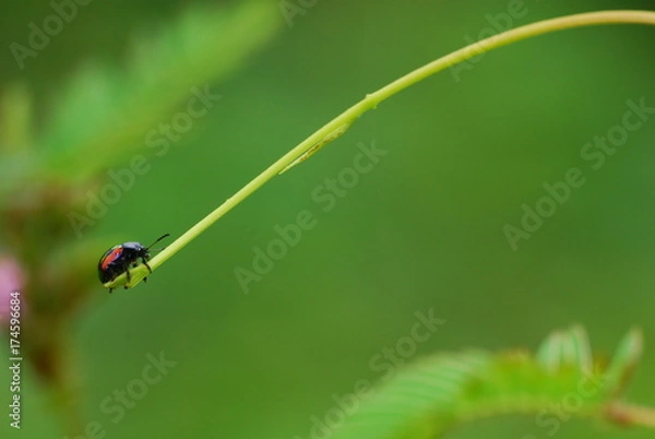 Obraz Climbing Beetle