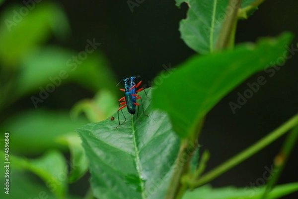Obraz Tiger Beetle having sex