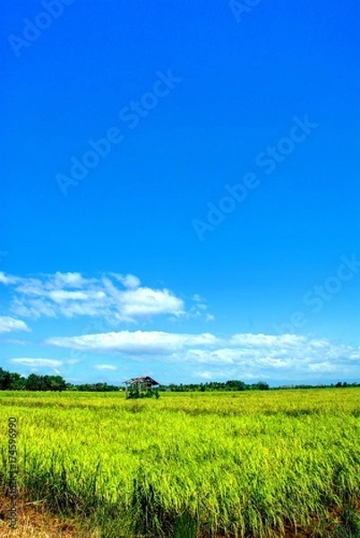 Obraz Rice Field